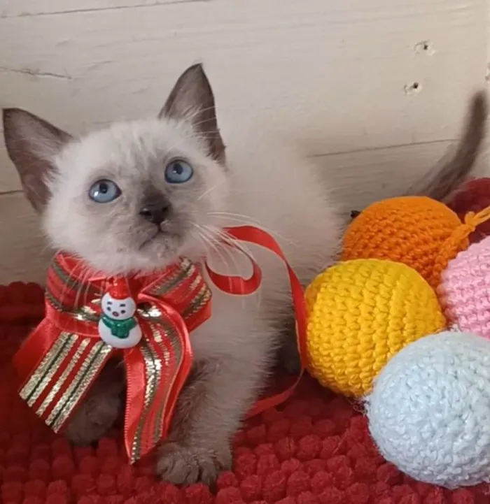 Gato ra a srd "sialata" idade 2 a 6 meses nome DUDA