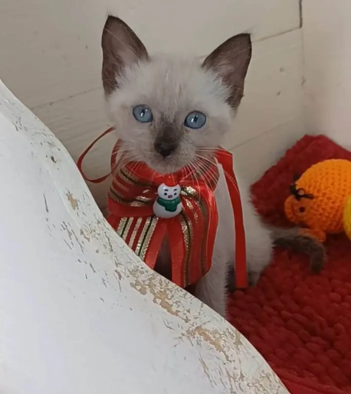 Gato ra a srd "sialata" idade 2 a 6 meses nome DUDA
