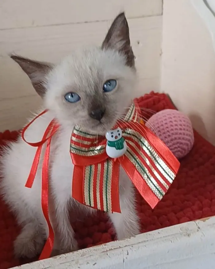 Gato ra a srd "sialata" idade 2 a 6 meses nome DUDA