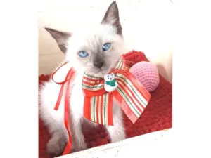 Gato raça srd "sialata" idade 2 a 6 meses nome DUDA