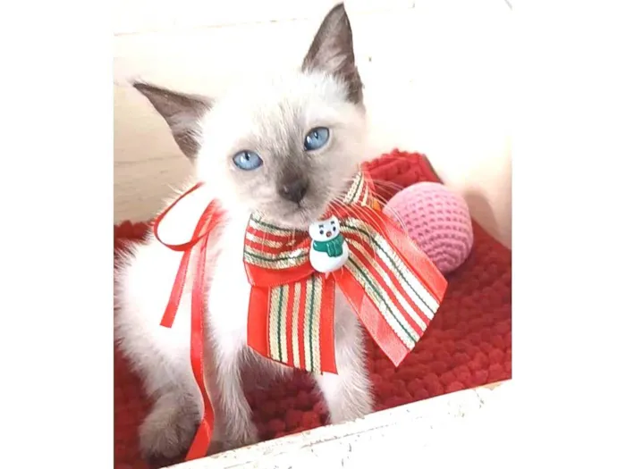 Gato ra a srd "sialata" idade 2 a 6 meses nome DUDA