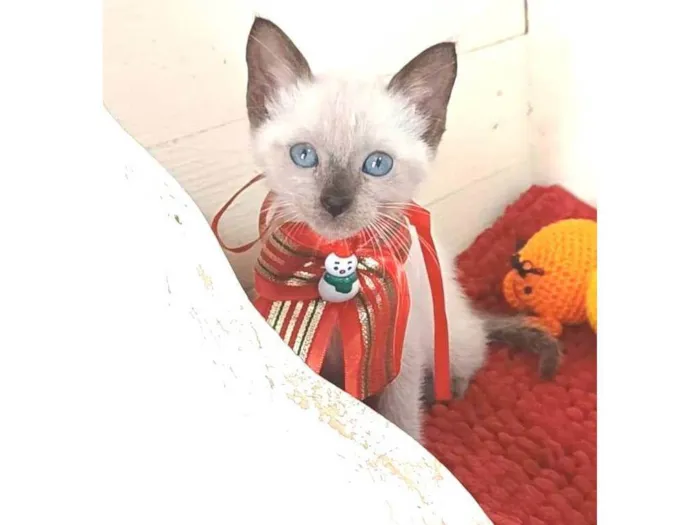 Gato ra a srd "sialata" idade 2 a 6 meses nome DUDA