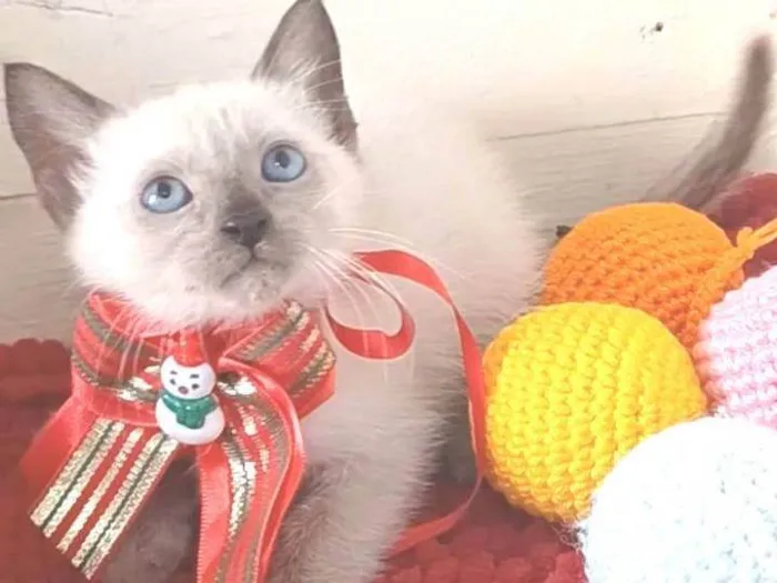 Gato ra a srd "sialata" idade 2 a 6 meses nome DUDA