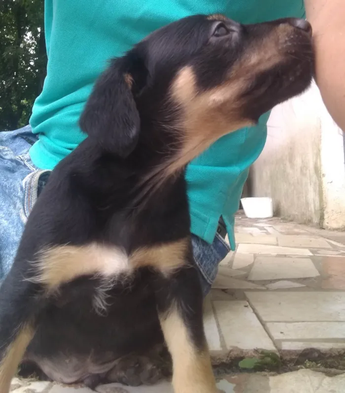 Cachorro ra a SRD-ViraLata idade 2 a 6 meses nome Inseparáveis 