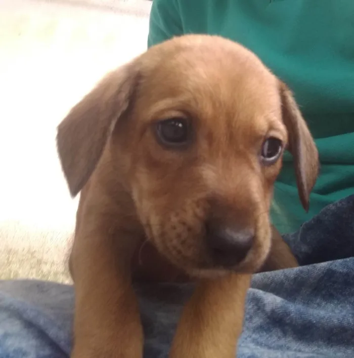 Cachorro ra a SRD-ViraLata idade 2 a 6 meses nome Inseparáveis 