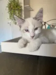 Hugo