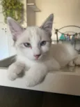 Hugo