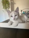 Hugo