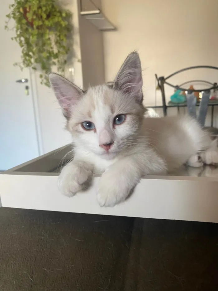 Gato ra a SRD idade 2 a 6 meses nome Hugo