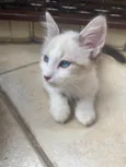 Hugo
