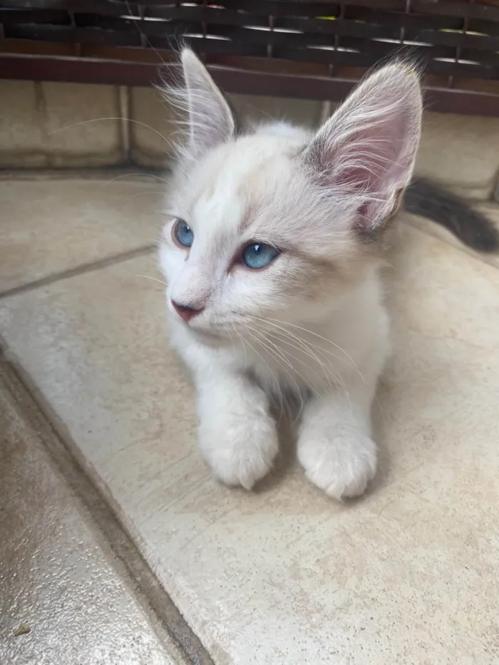 Gato ra a SRD idade 2 a 6 meses nome Hugo