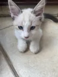 Hugo