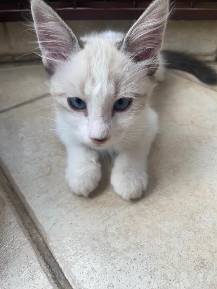 Gato ra a SRD idade 2 a 6 meses nome Hugo