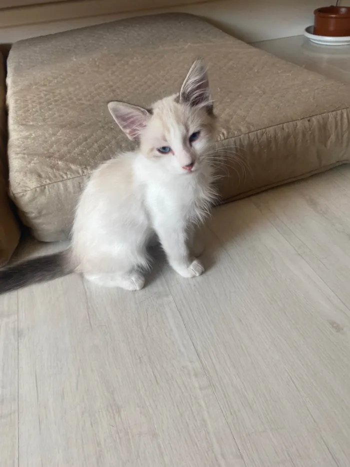 Gato ra a SRD idade 2 a 6 meses nome Hugo