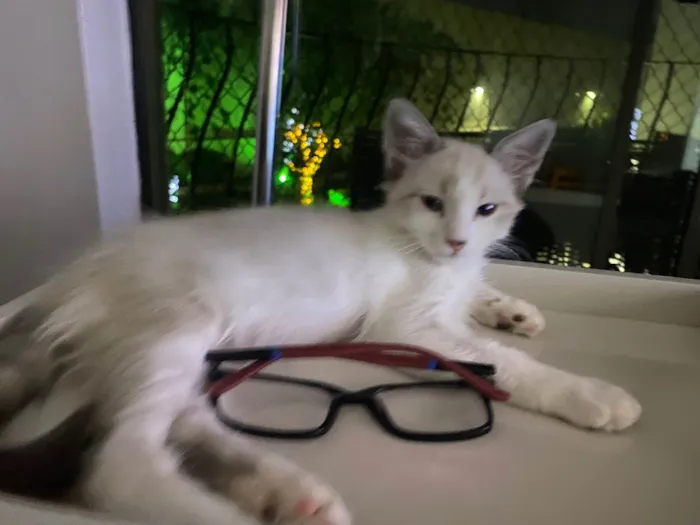Gato ra a SRD idade 2 a 6 meses nome Hugo