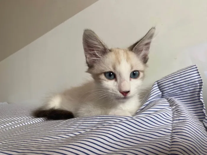 Gato ra a SRD idade 2 a 6 meses nome Hugo