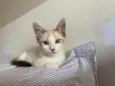 Hugo