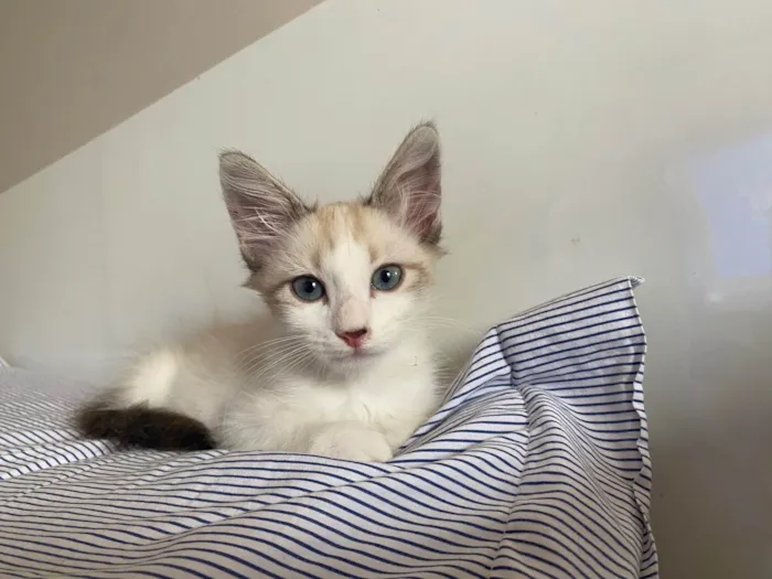 Gato ra a SRD idade 2 a 6 meses nome Hugo
