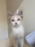 Hugo