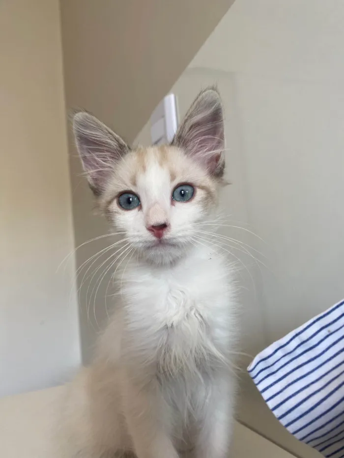 Gato ra a SRD idade 2 a 6 meses nome Hugo