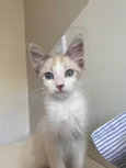 Hugo