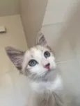 Hugo