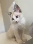 Hugo