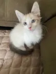 Hugo