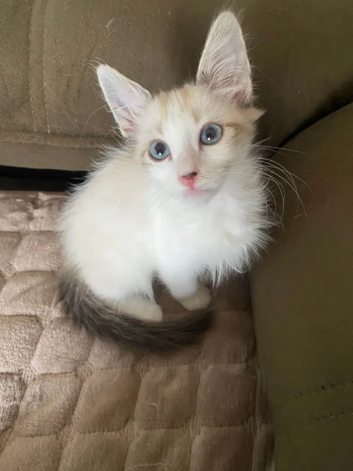 Gato ra a SRD idade 2 a 6 meses nome Hugo