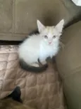 Hugo