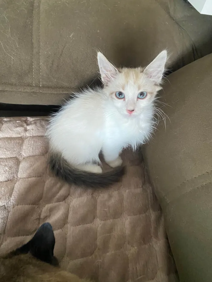 Gato ra a SRD idade 2 a 6 meses nome Hugo