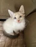 Hugo