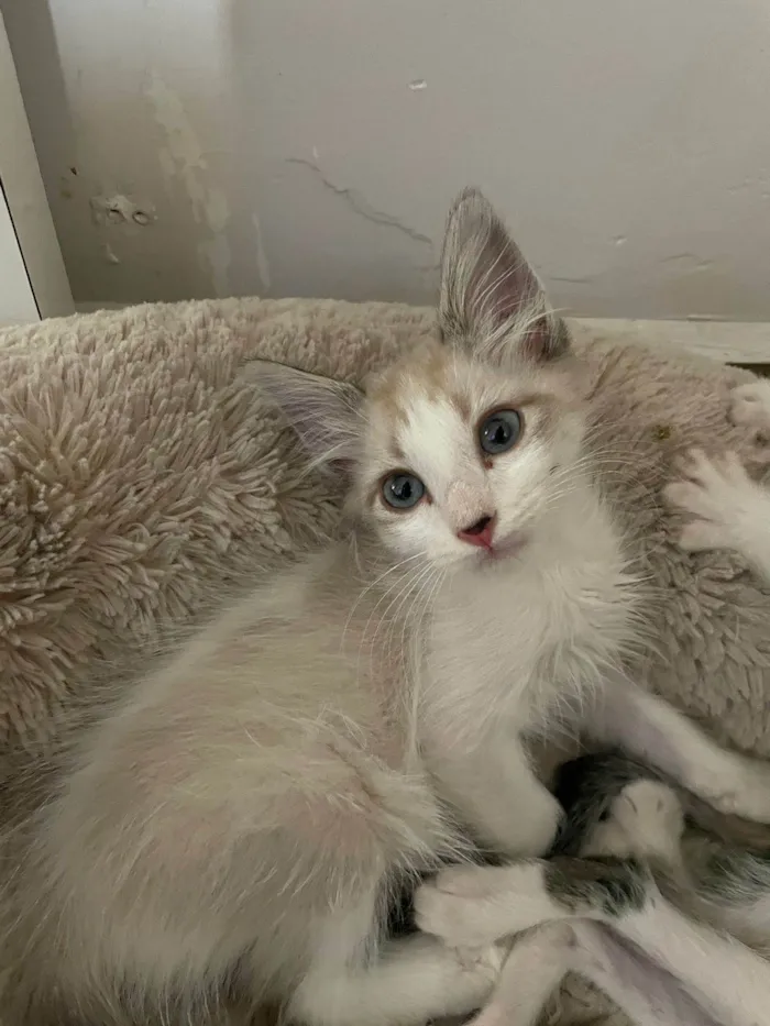 Gato ra a SRD idade 2 a 6 meses nome Hugo
