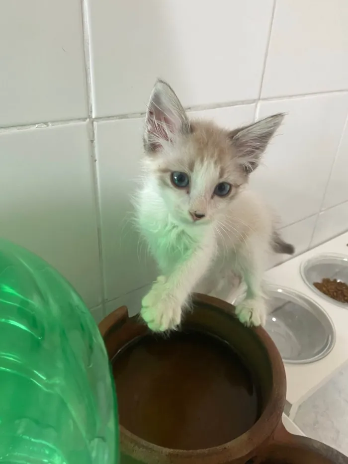 Gato ra a SRD idade 2 a 6 meses nome Hugo