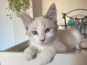 Gato raça SRD idade 2 a 6 meses nome Hugo