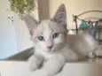 Hugo