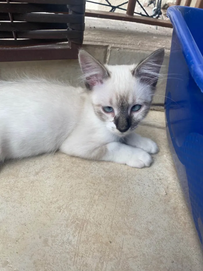 Gato ra a Srd idade 2 a 6 meses nome Luis