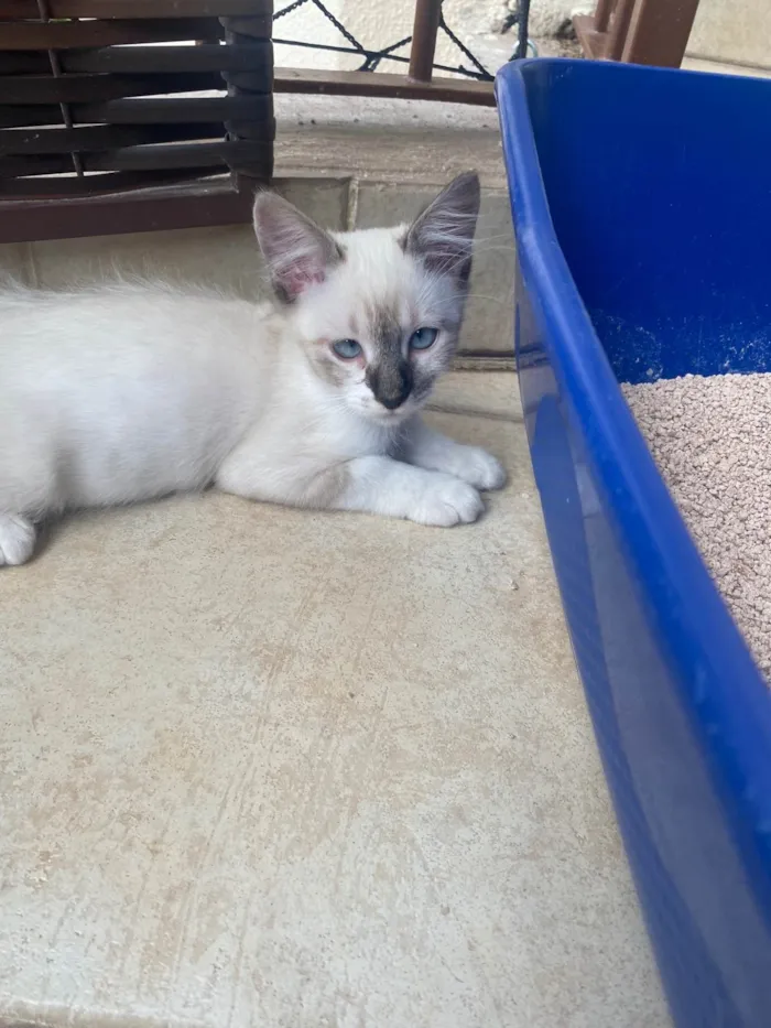 Gato ra a Srd idade 2 a 6 meses nome Luis