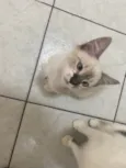 Luis