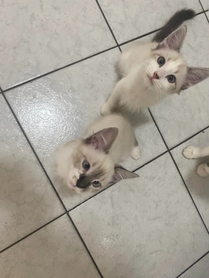 Gato ra a Srd idade 2 a 6 meses nome Luis