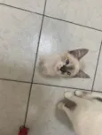 Luis
