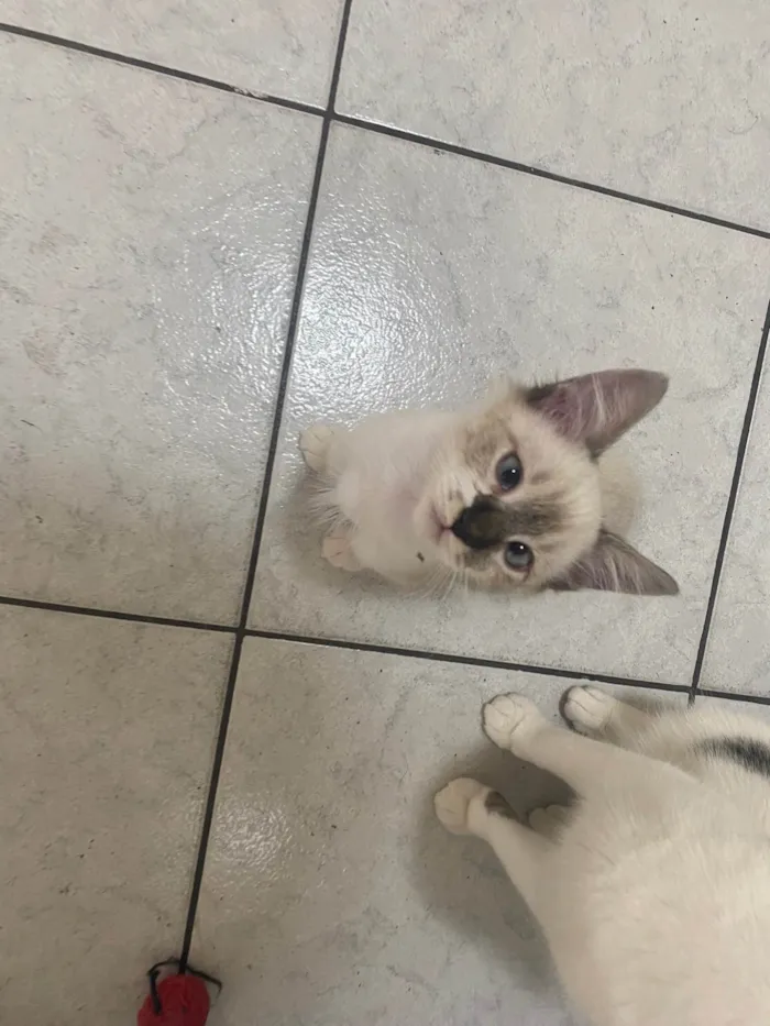 Gato ra a Srd idade 2 a 6 meses nome Luis