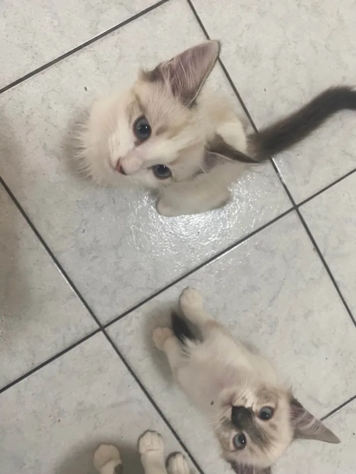 Gato ra a Srd idade 2 a 6 meses nome Luis