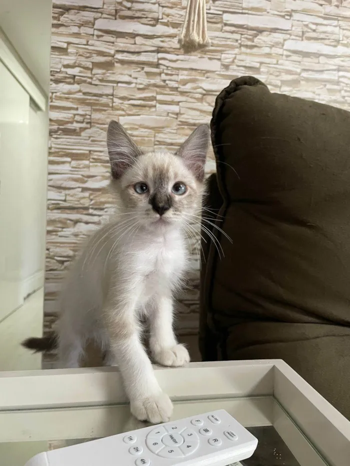 Gato ra a Srd idade 2 a 6 meses nome Luis