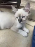 Luis