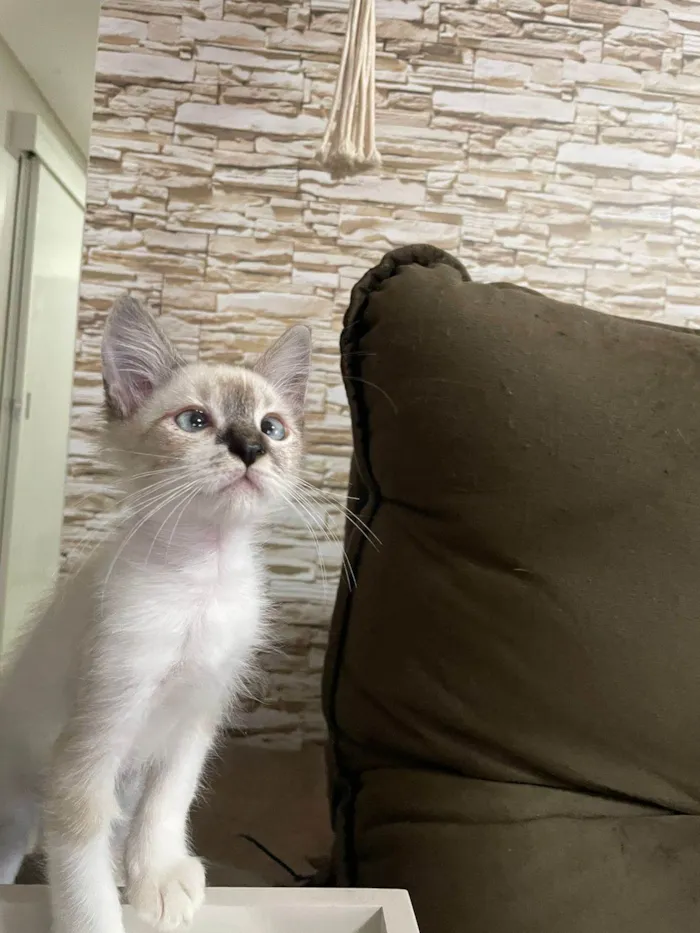 Gato ra a Srd idade 2 a 6 meses nome Luis
