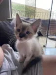 Luis