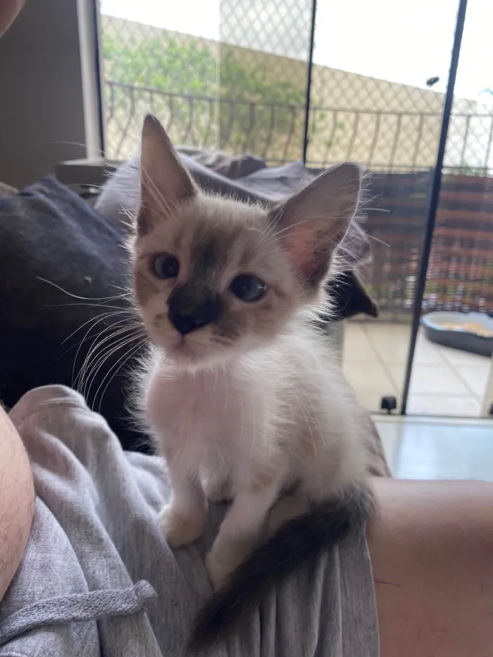 Gato ra a Srd idade 2 a 6 meses nome Luis