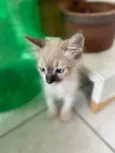 Luis