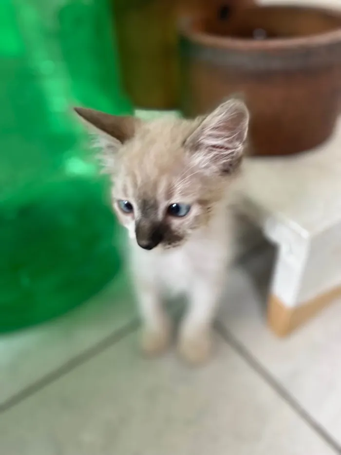 Gato ra a Srd idade 2 a 6 meses nome Luis